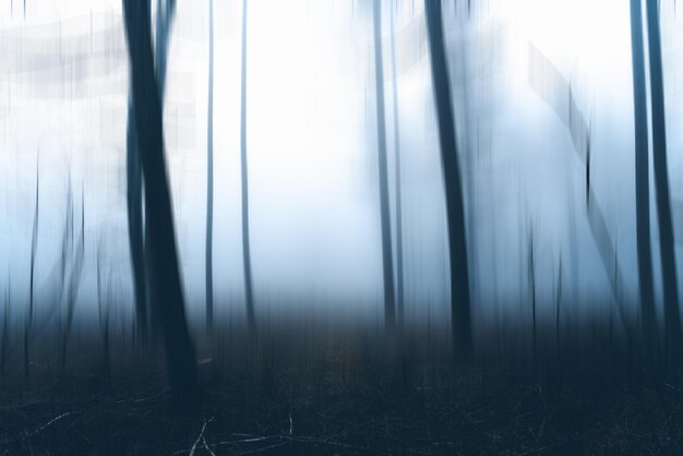 Photo view of trees in forest