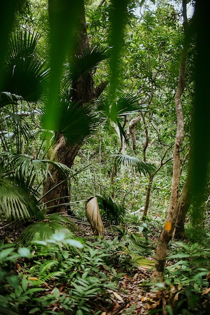 view of trees in forest