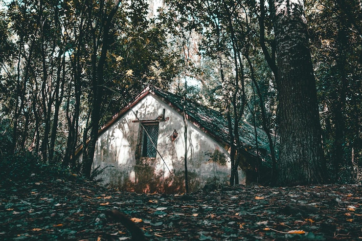 Photo 숲 속 의 나무 들 의 모습