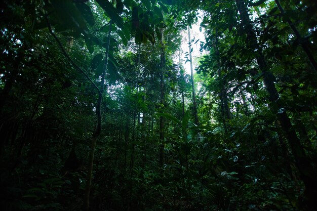 Photo view of trees in forest