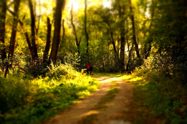 View of trees in forest