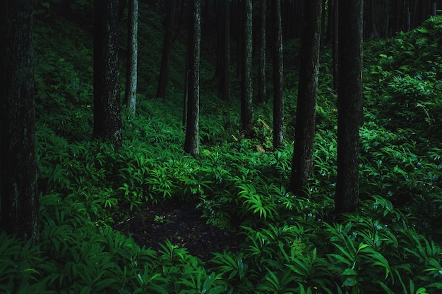 Photo view of trees in forest