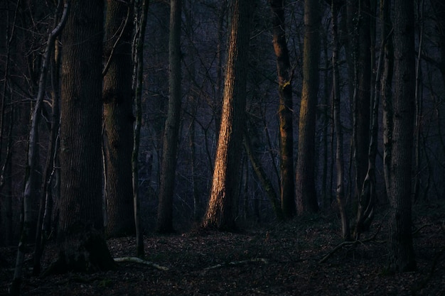 Photo view of trees in forest