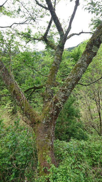 View of trees in forest