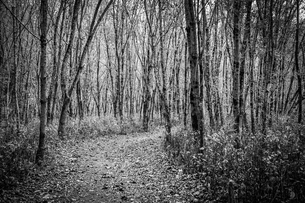 View of trees in forest