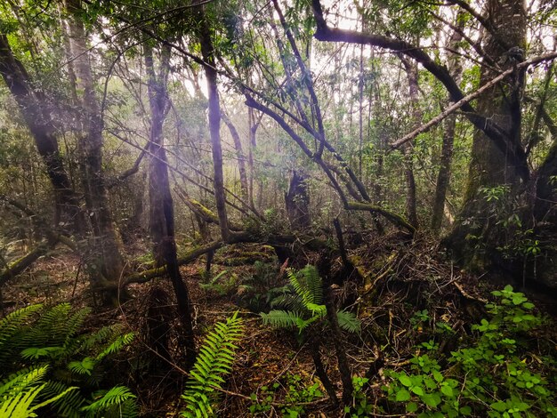 Foto vista degli alberi nella foresta