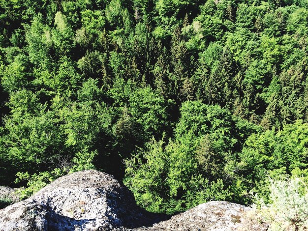 View of trees in forest