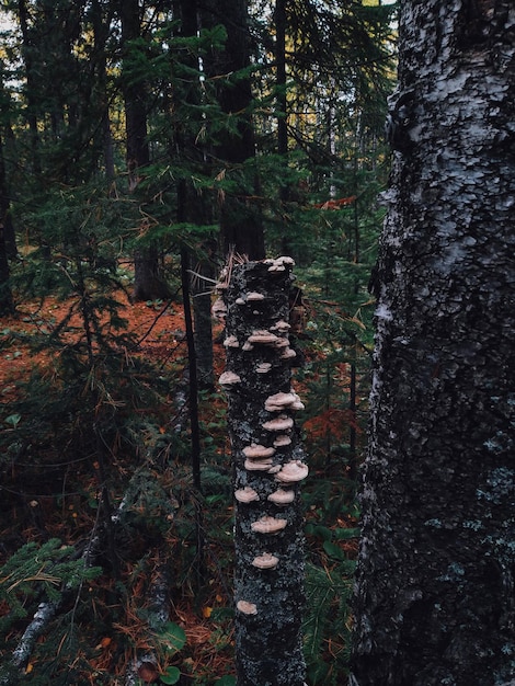 Photo view of trees in forest