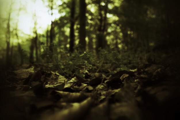 View of trees in forest