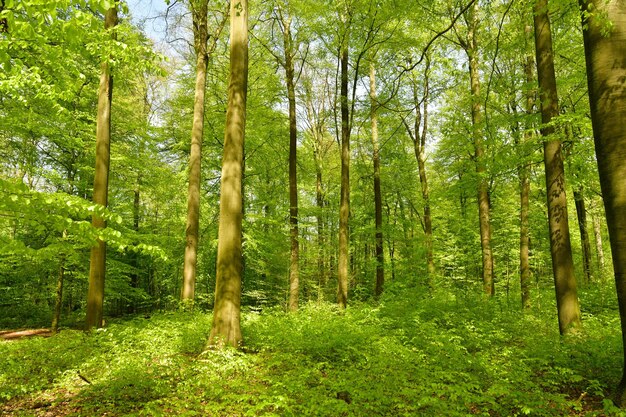 View of trees in forest