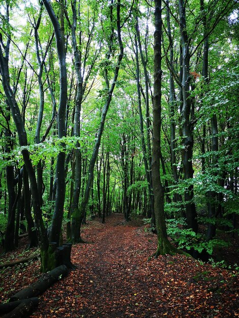 Foto vista degli alberi nella foresta