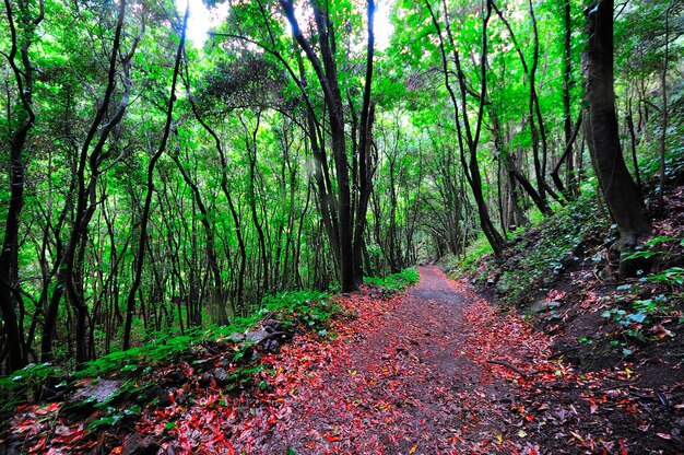 View of trees in forest