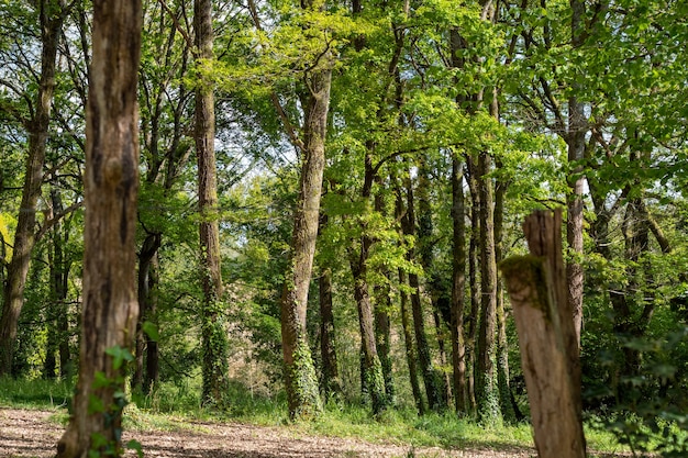 A View under the trees in the forest