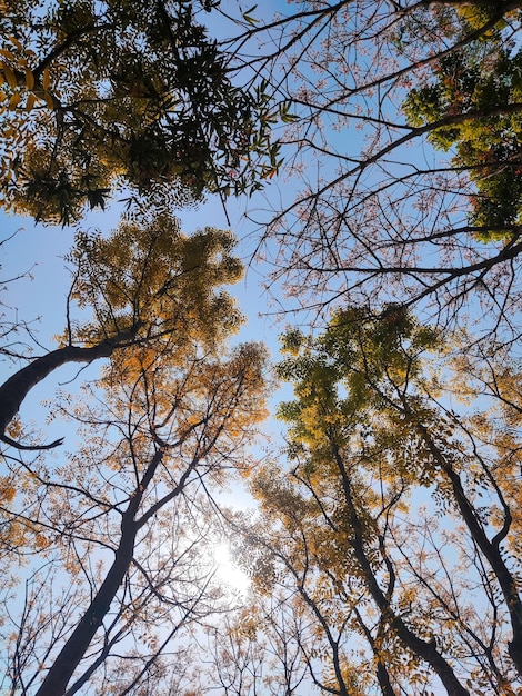 A view of trees from the ground looking up at the sky.