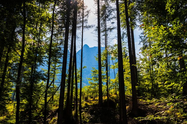 View of trees from inside a forest