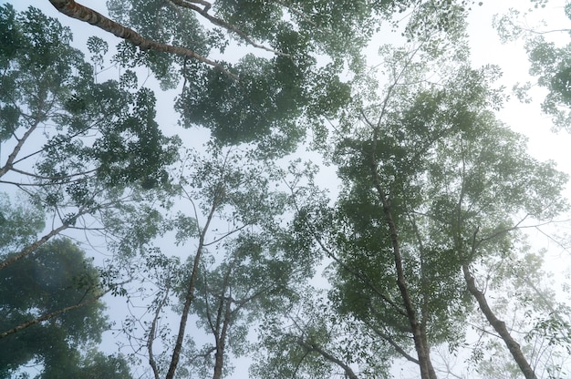 View of trees from below in the jungle full with fogs.