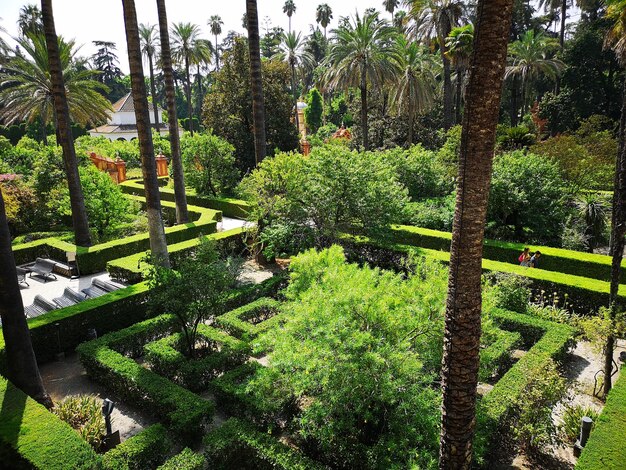 Foto vista degli alberi nel giardino