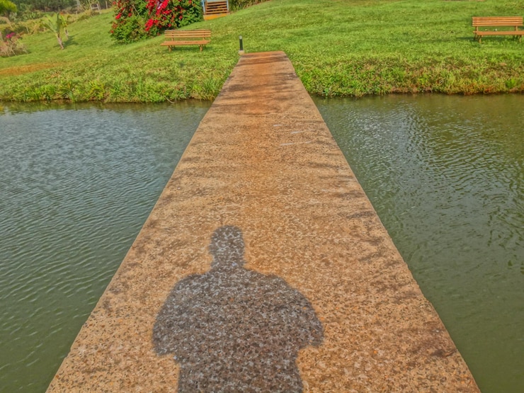 फोटो घास पर पेड़ों का दृश्य