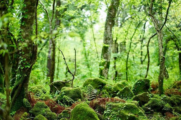 緑の森の木の景色