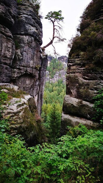 View of trees growing in forest