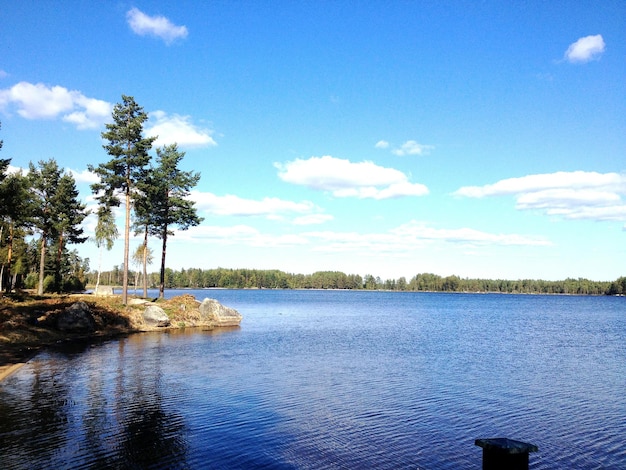 Photo view of trees at lakeshore