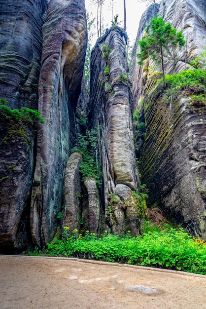 Photo view of trees on land