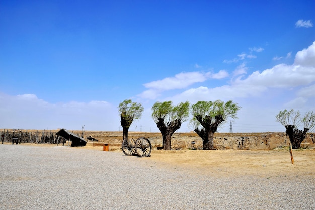 View of trees on landscape against sky