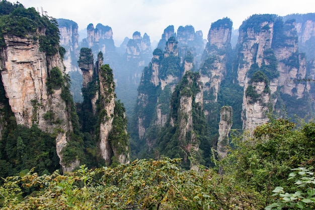 Photo view of trees on landscape against sky