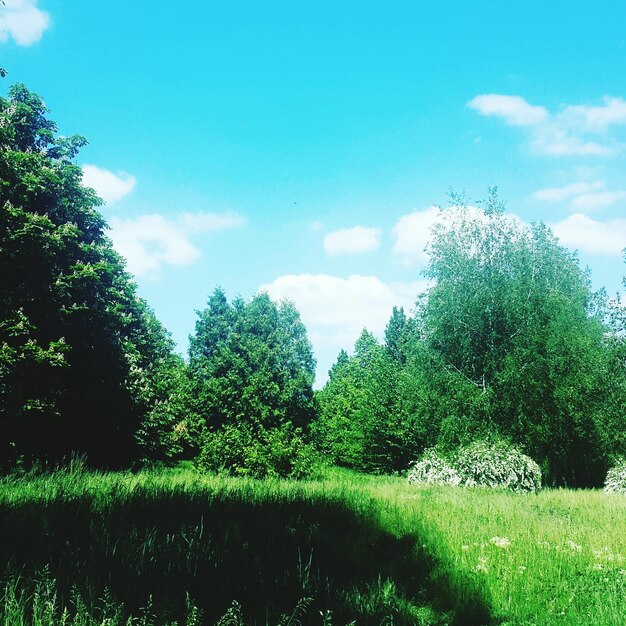 View of trees on landscape against sky