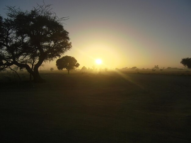 View of trees on landscape at sunset