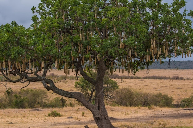 Foto vista degli alberi sul paesaggio