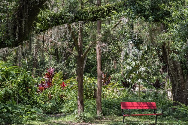 Photo view of trees on landscape