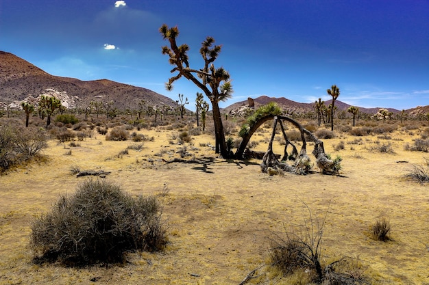 Foto vista degli alberi sul paesaggio