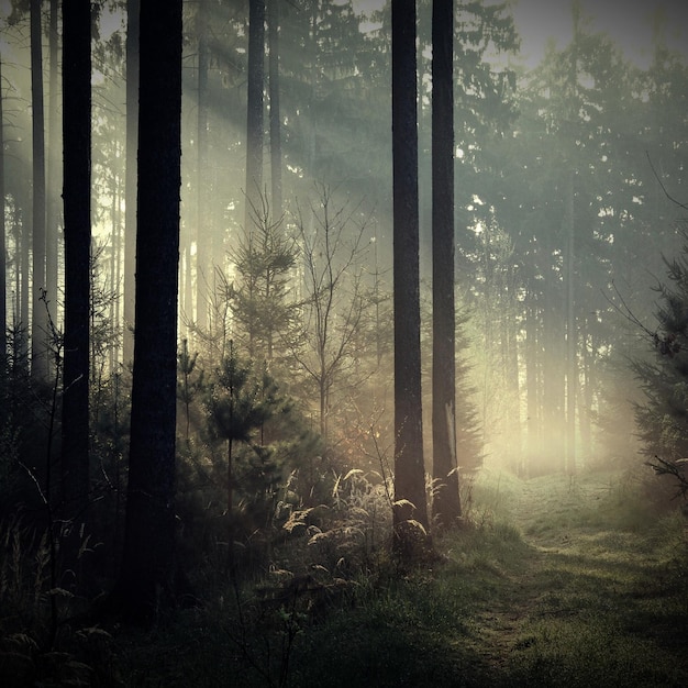 Photo view of trees in misty forest