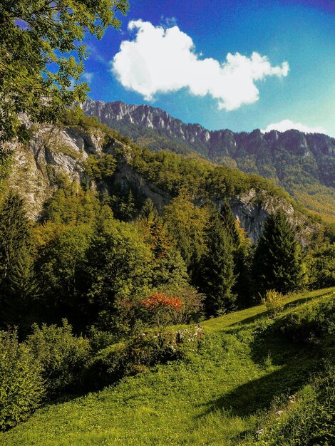 View of trees on mountain