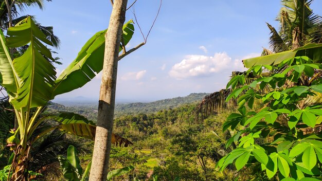 view of the trees in the mountains