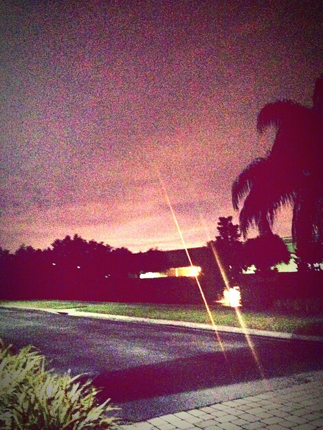 View of trees at night