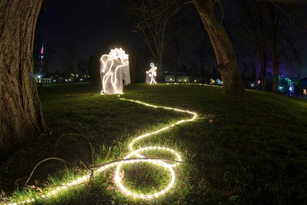 Foto vista degli alberi di notte