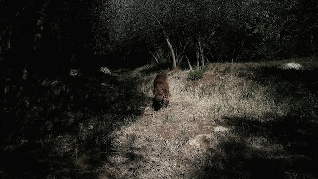 Foto vista degli alberi di notte