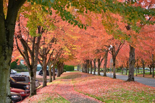 Photo view of trees in park during autumn