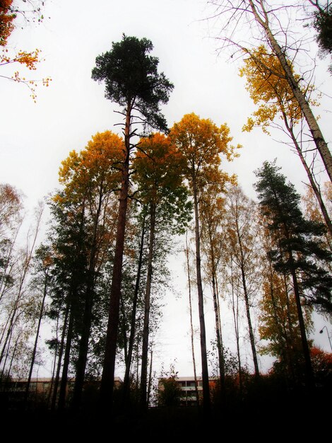 Foto vista degli alberi nel parco