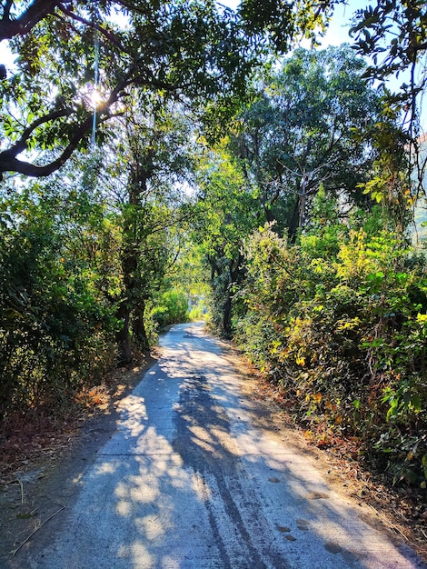 Foto vista degli alberi nel parco