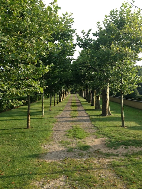 Foto vista degli alberi nel parco