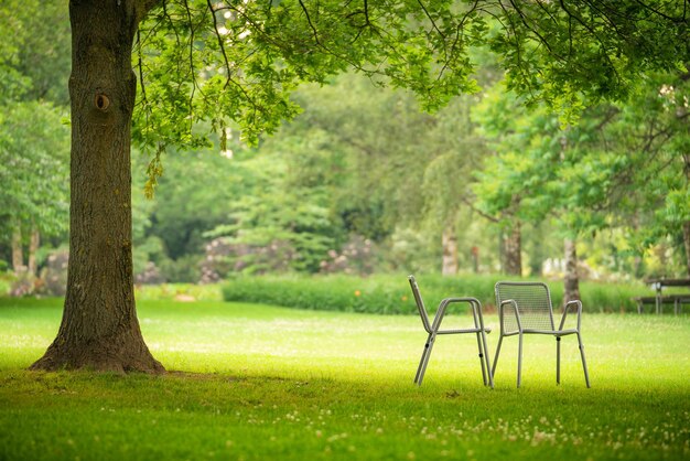 View of trees in park