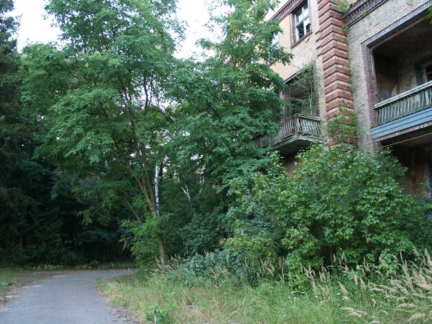 View of trees and plants