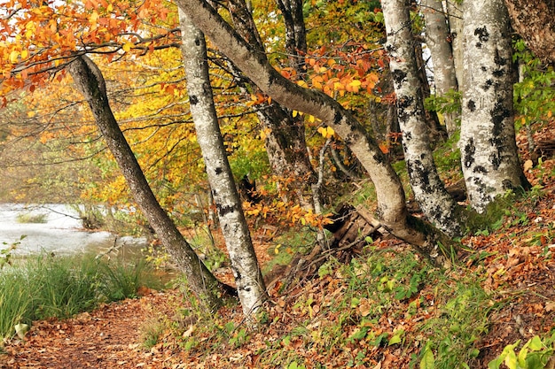 View of trees at plitvice lakes national park