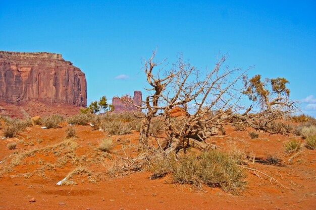 View of trees on rock against clear blue sky