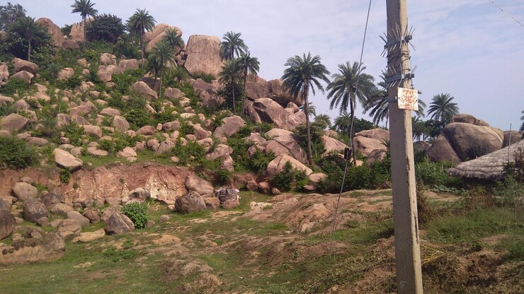 फोटो view of trees on rock