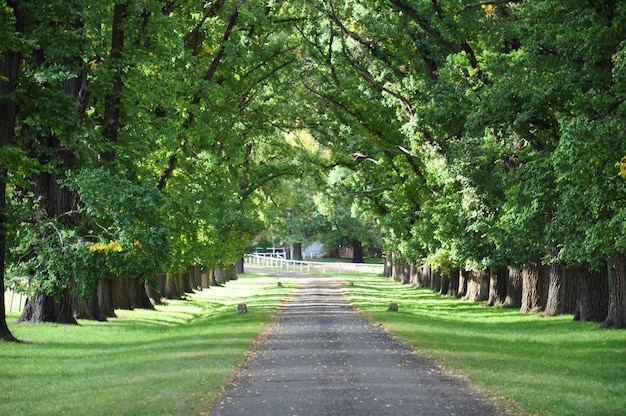 Photo view of trees in row