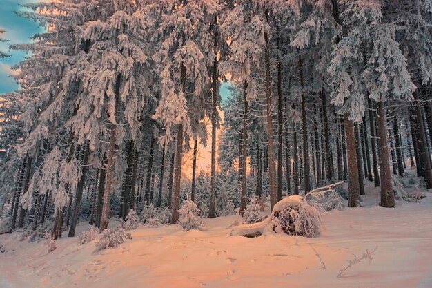 Foto veduta degli alberi su un terreno coperto di neve